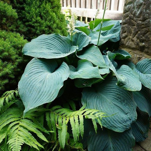 Хоста «Блю Энджел» в ассортименте