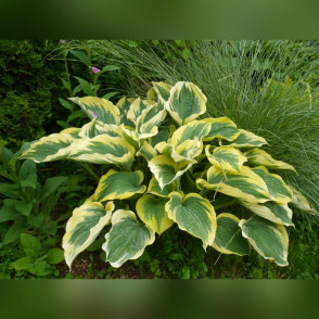 Хоста Либерти (Liberty)