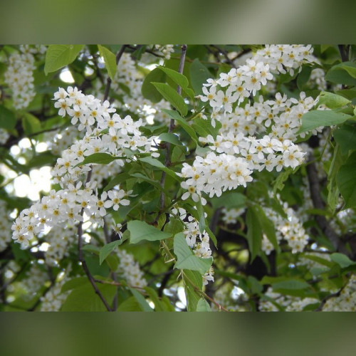 Черемуха «Аурея» (Aurea)