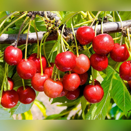 Черешня «Брянская розовая»