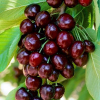 Черешня «Валерий Чкалов»