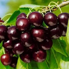 Черешня «Витязь»