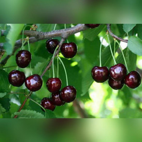 Черешня «Овстуженка»
