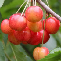 Черешня «Орловская розовая»