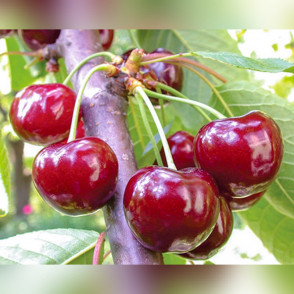 Черешня «Подарок Орлу»