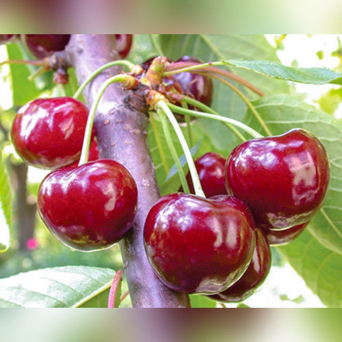 Черешня «Подарок Орлу»