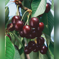 Черешня «Ревна»