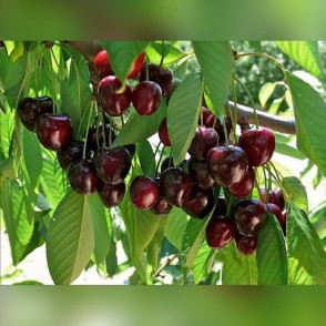 Черешня «Речица»