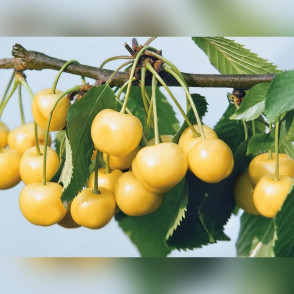 Черешня «Рондо»