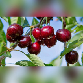 Черешня «Сюбаровская»