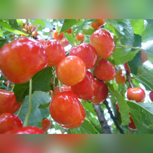 Черешня «Фатеж»