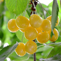 Черешня «Янтарная»