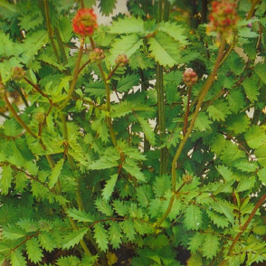 Черноголовник (Кровохлёбка) «Резус»