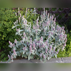 Чистец византийский шерстистый