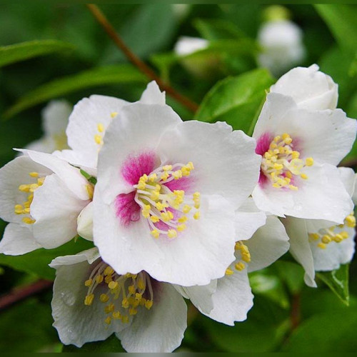 Чубушник Бель Этуаль