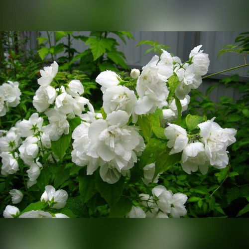 Чубушник Глетчер