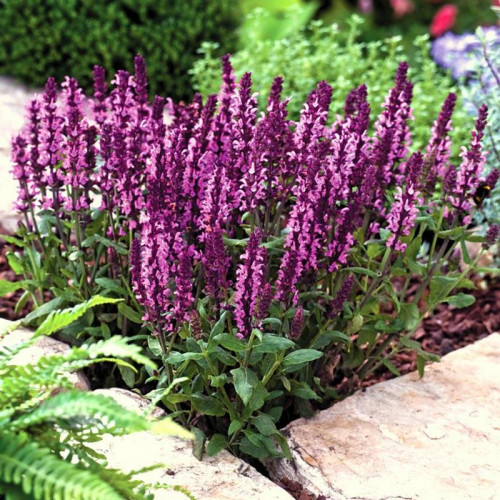 Шалфей дубравный «New Dimension Roze»