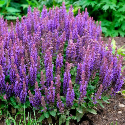 Шалфей дубравный «Сальватор Блю»