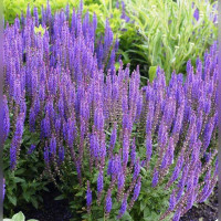 Шалфей дубравный в ассортименте