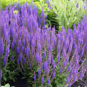 Шалфей дубравный в ассортименте