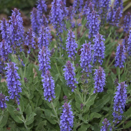 Шалфей пышный «Мерло Блю компакт»