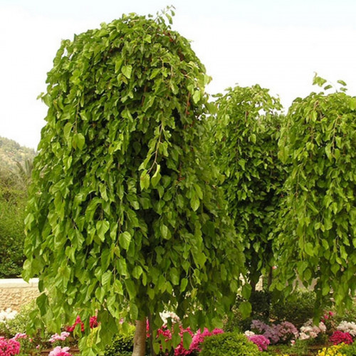 Шелковица на штамбе