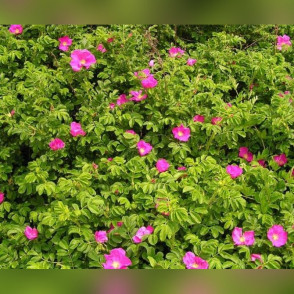 Шиповник Обыкновенный