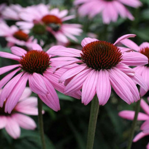 Эхинацея пурпурная «Прери Сплендор Дип Роуз»