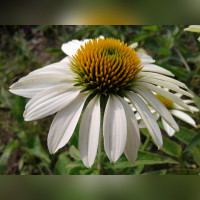 Эхинацея пурпурная «Примадонна Вайл»