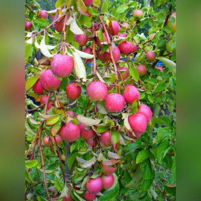 Яблоня «Анис розовый»
