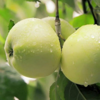 Яблоня «Антоновка»