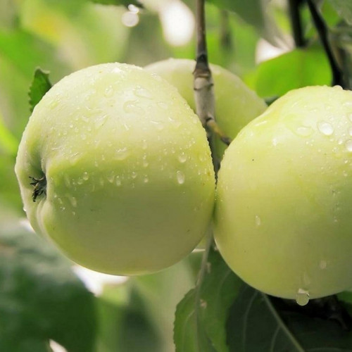 Яблоня «Антоновка»