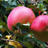 Яблоня «Апорт»