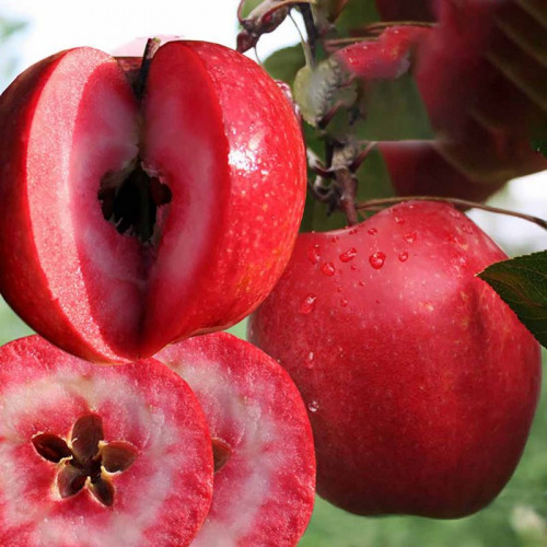 Яблоня «Байя Мариса»