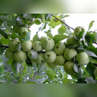 Яблоня «Белый налив»