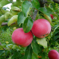 Яблоня «Беркутовское»