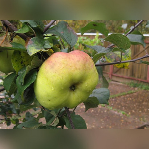 Яблоня «Богатырь»