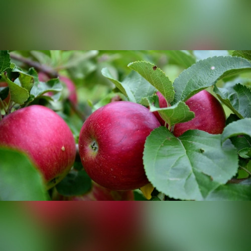 Яблоня «Веньяминовское»