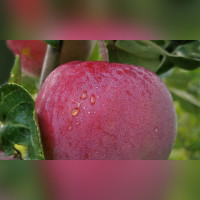 Яблоня «Ветеран»