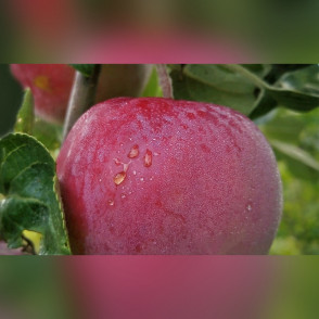 Яблоня «Ветеран»