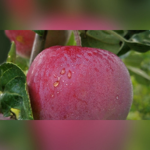 Яблоня «Ветеран»