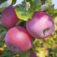 Яблоня «Вильямс Прайд»