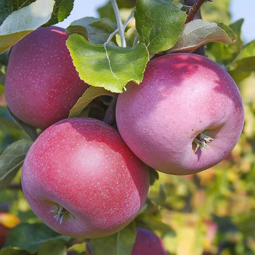 Яблоня «Вильямс Прайд»