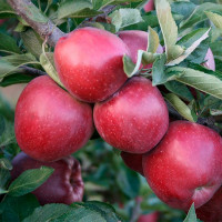 Яблоня «Глостер»