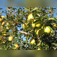 Яблоня «Голден Делишес»