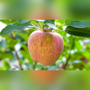 Яблоня «Грушовка Московская»