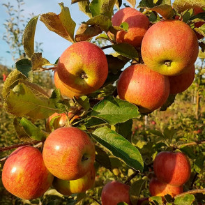 Яблоня «Джонаголд» (осенняя)