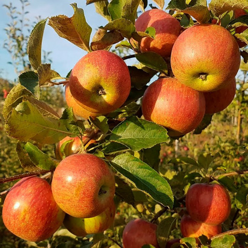Яблоня «Джонаголд» (осенняя)