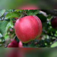 Яблоня «Джумбо Помм»