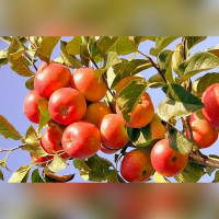 Яблоня «Женева»